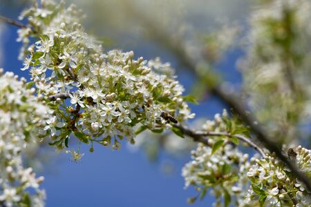 Mahaleb cherry flowers and honey bee.の写真素材