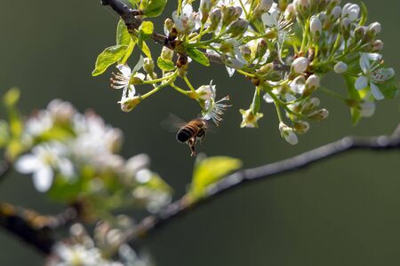 Mahaleb cherry flowers and honey bee.の写真素材
