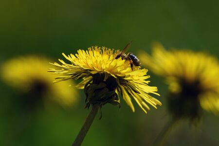 Honey bee and yellow dandelion.の写真素材