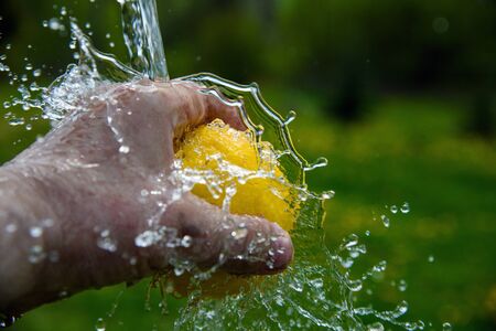 Washing of yellow lemon outdoors.の写真素材