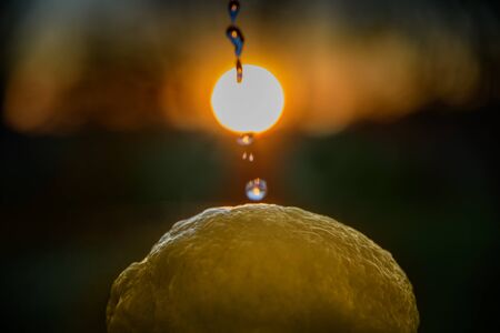 Lemon washing in sunset time.の写真素材