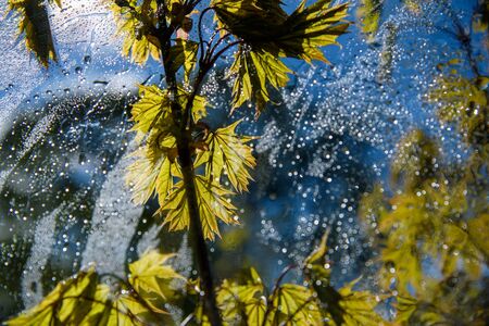 New maple leaves and waterdrops on window.の写真素材