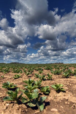 Bean field in spring time.の写真素材