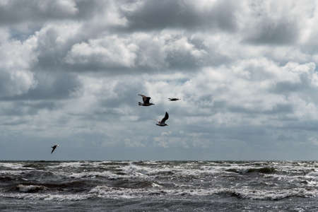 Stormy Baltic sea.の写真素材