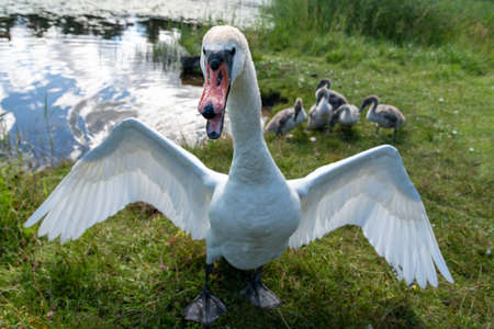 The swan guards its family on the shore of the lakeの写真素材