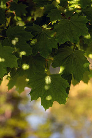 Young maple leaves against water in pond.の写真素材