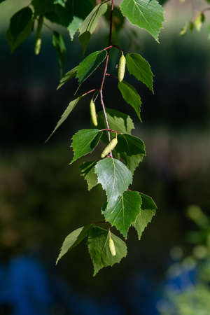 Young birch leaves against water in pond.の写真素材