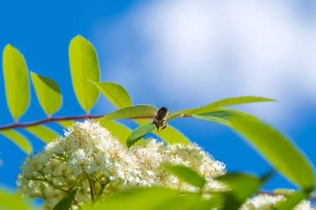 Bee on mountain ash flowers.の写真素材