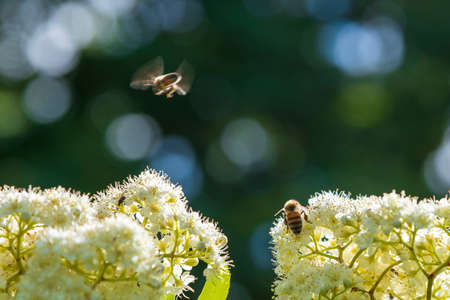 Bee on mountain ash flowers.の写真素材