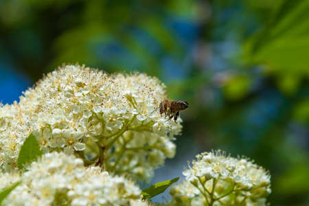 Bee on mountain ash flowers.の写真素材