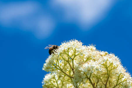Bee on mountain ash flowers.の写真素材