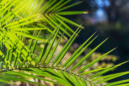 Green leaves against sun light.の写真素材