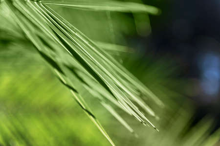 Green leaves against sun light.の写真素材