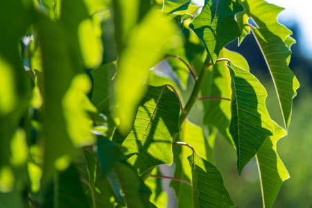 Green leaves against sun light.の写真素材