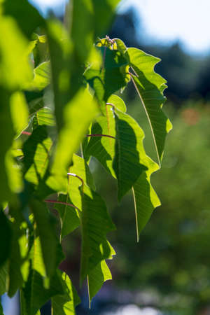 Green leaves against sun light.の写真素材