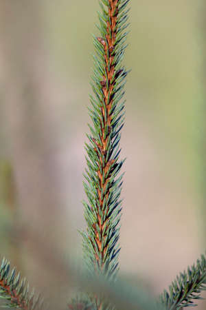 Young fir in spring time.の写真素材