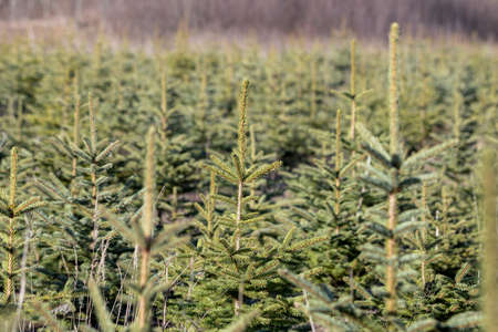 Young firs in spring time.の写真素材