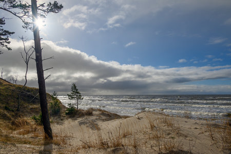 Pines on Baltic sea coast next to Bernati, Latvia.の写真素材