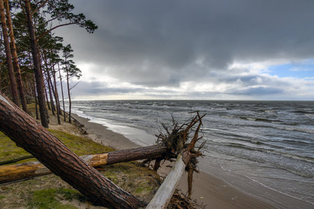 Pines on Baltic sea coast next to Bernati, Latvia.の写真素材