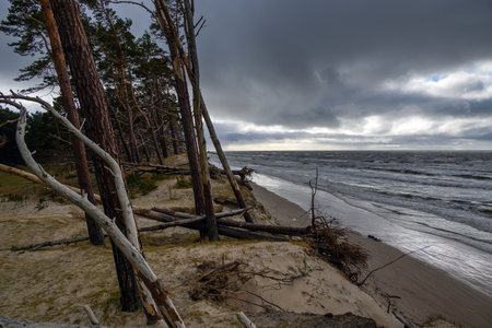 Pines on Baltic sea coast next to Bernati, Latvia.の写真素材
