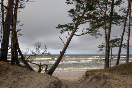 Pines on Baltic sea coast next to Bernati, Latvia.の写真素材