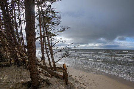 Pines on Baltic sea coast next to Bernati, Latvia.の写真素材