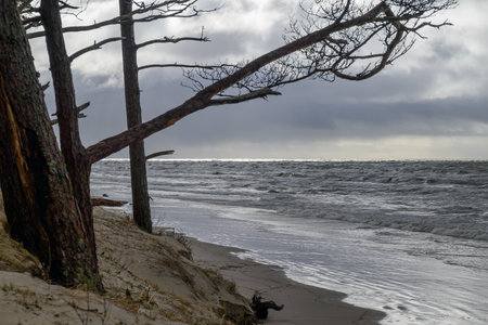 Pines on Baltic sea coast next to Bernati, Latvia.の写真素材