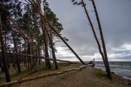 Pines on Baltic sea coast next to Bernati, Latvia.の写真素材