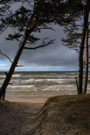 Pines on Baltic sea coast next to Bernati, Latvia.の写真素材