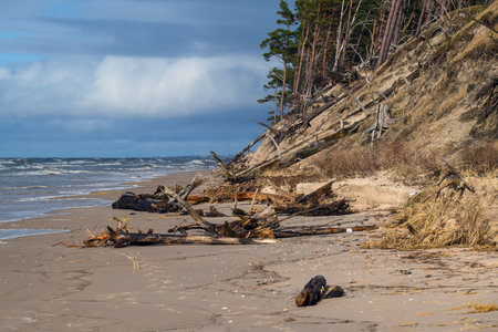 Pines on Baltic sea coast next to Bernati, Latvia.の写真素材