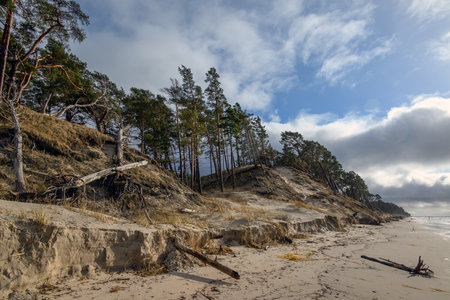 Pines on Baltic sea coast next to Bernati, Latvia.の写真素材