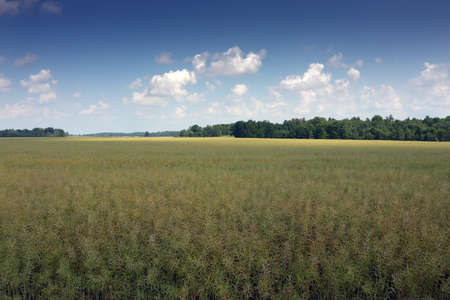 Summer landscape in countryside of Latvia.の写真素材