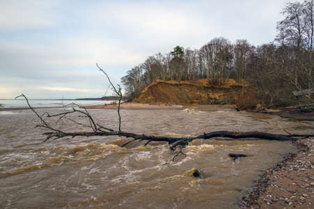 Fallen trees on east coast of Baltic sea.の写真素材