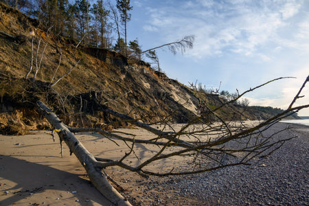 Fallen trees on east coast of Baltic sea.の写真素材