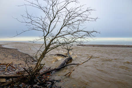 Fallen trees on east coast of Baltic sea.の写真素材