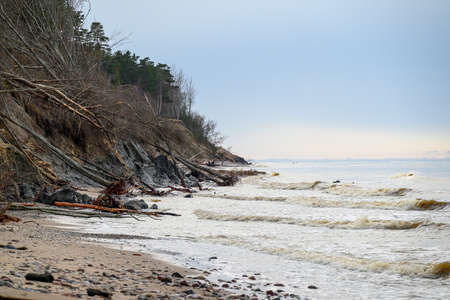 Fallen trees on east coast of Baltic sea.の写真素材