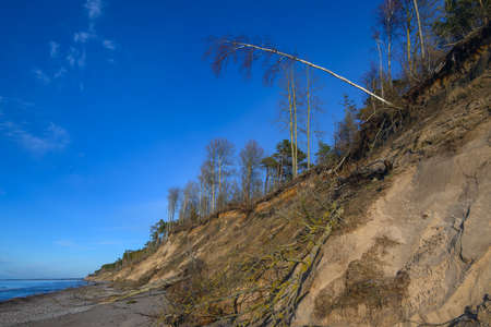Fallen trees on east coast of Baltic sea.の写真素材