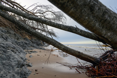 Fallen trees on east coast of Baltic sea.の写真素材