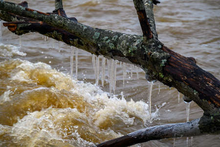 Fallen trees on east coast of Baltic sea.の写真素材