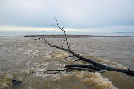 Fallen trees on east coast of Baltic sea.の写真素材