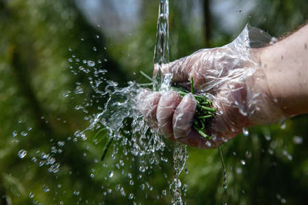 Green spring onions in human hand.の写真素材