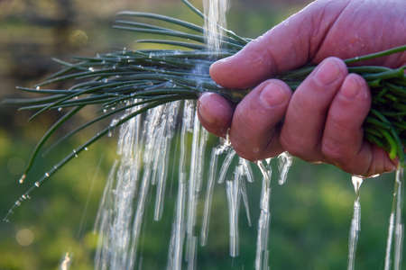 Green spring onions in human hand.の写真素材