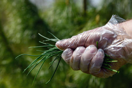Green spring onions in human hand.の写真素材