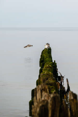 Old fishing boat pier in Baltic sea in Nida, Latvia.の写真素材