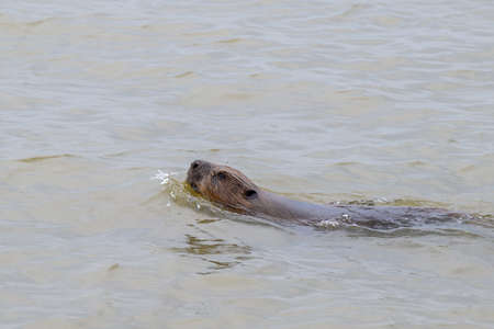 Floating beaver in Baltic sea water.の写真素材