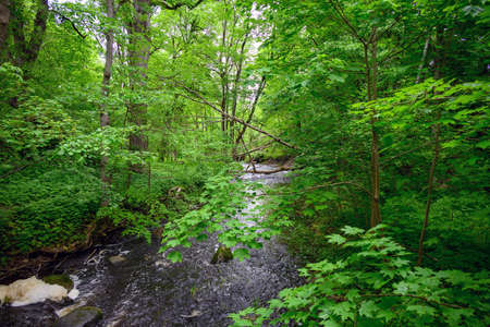 Green and lush deciduous forest.の写真素材
