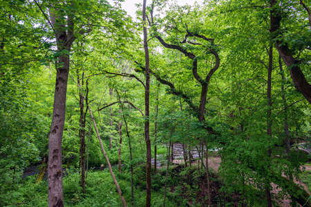Green and lush deciduous forest.の写真素材