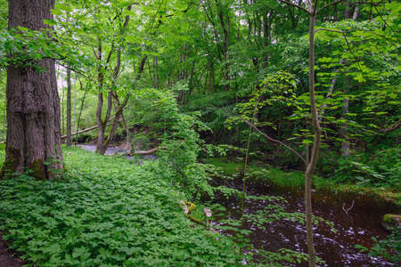 Green and lush deciduous forest.の写真素材