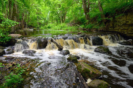 Green and lush deciduous forest.の写真素材