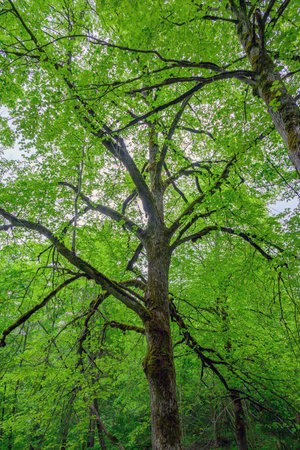 Green and lush deciduous forest.の写真素材